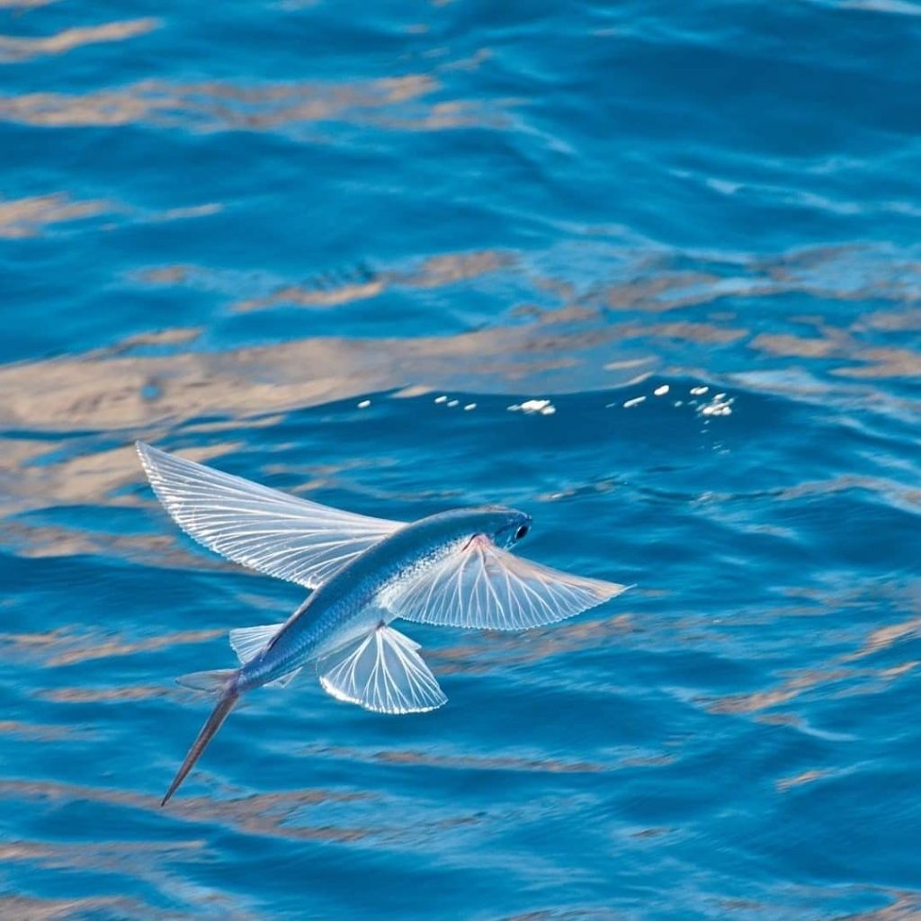 cá chuồn có thể bay trên mặt nước một đoạn dài