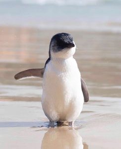 chim cánh cụt thường lặn cùng nhau