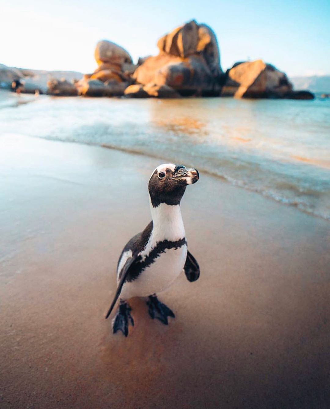 chim cánh cụt sống ở Nam Cực