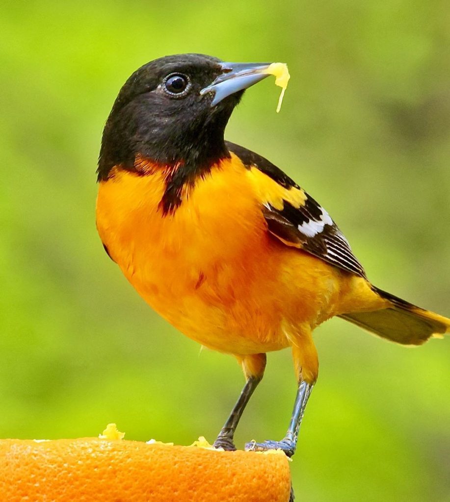 Chim vàng anh – Cách nuôi, nguồn gốc và đặc điểm