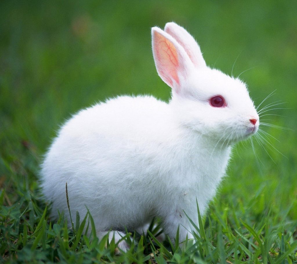 con thỏ trắng có mắt màu đỏ