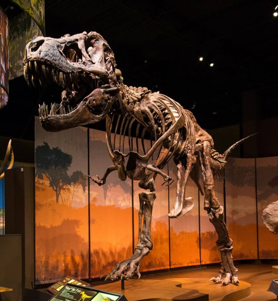 khủng long đã bị tuyệt chủng 65 triệu năm trước