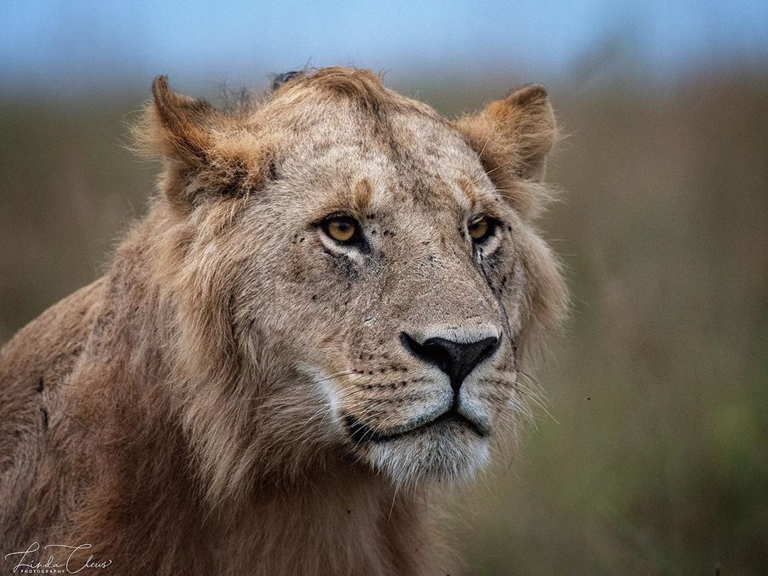 sư tử là thú ăn thịt có mắt nằm ở phía trước phần mặt