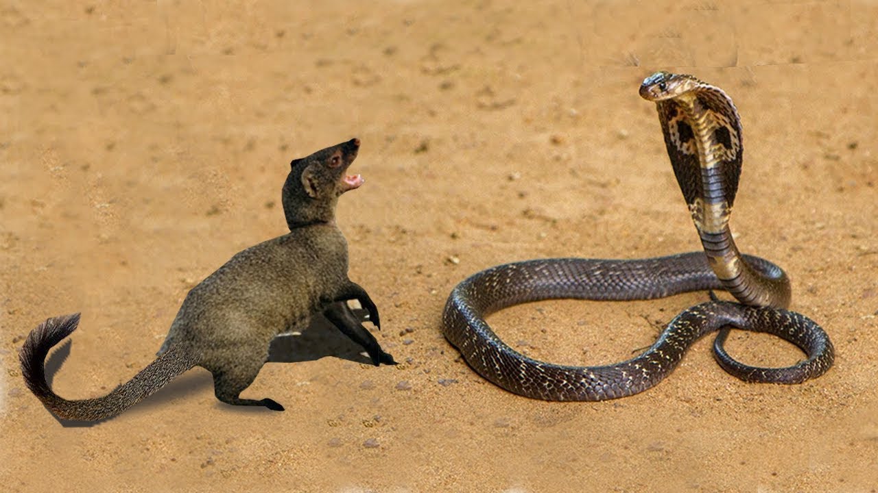 rắn hổ mang và cầy mangut tranh đấu với nhau